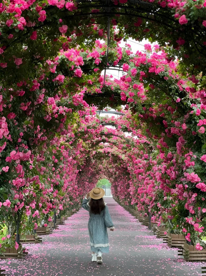 Elegant Climbing Rose Flower Seeds