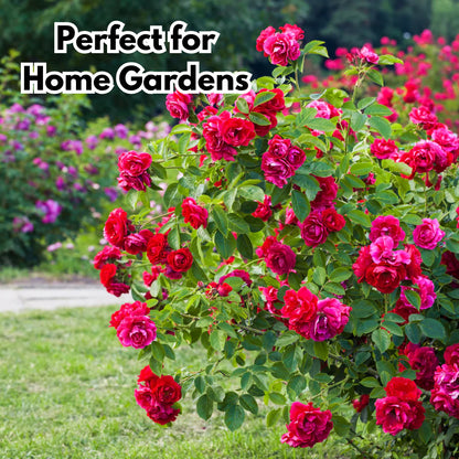 Elegant Climbing Rose Flower Seeds